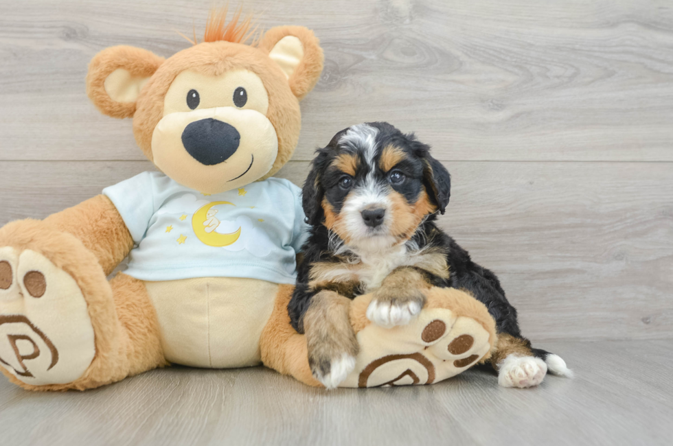 5 week old Mini Bernedoodle Puppy For Sale - Puppy Love PR