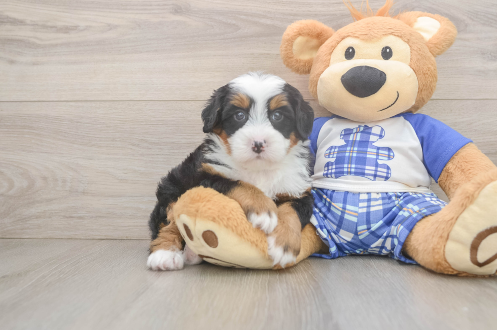 5 week old Mini Bernedoodle Puppy For Sale - Puppy Love PR