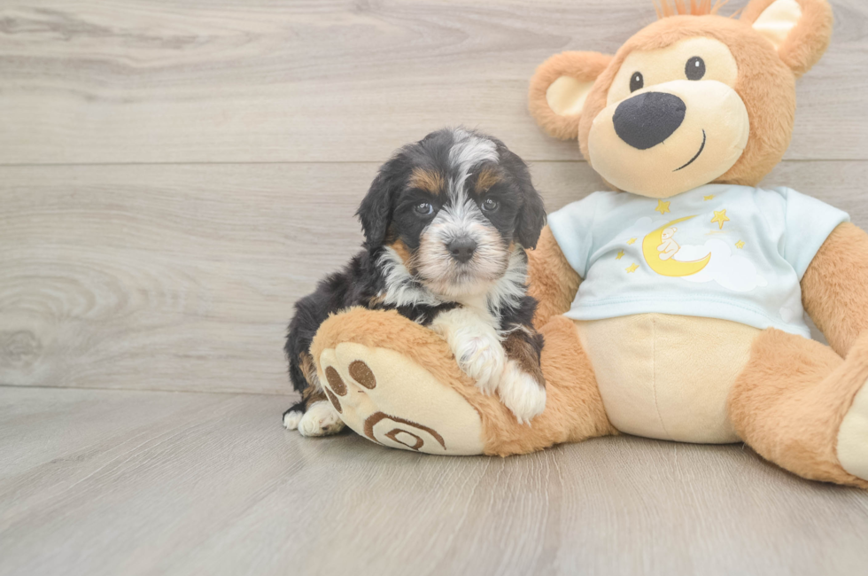 5 week old Mini Bernedoodle Puppy For Sale - Puppy Love PR