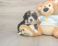 5 week old Mini Bernedoodle Puppy For Sale - Puppy Love PR 5 week old Mini Bernedoodle Puppy For Sale - Puppy Love PR