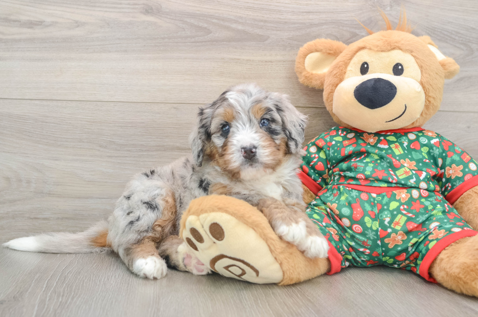 5 week old Mini Bernedoodle Puppy For Sale - Puppy Love PR
