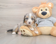 7 week old Mini Bernedoodle Puppy For Sale - Puppy Love PR