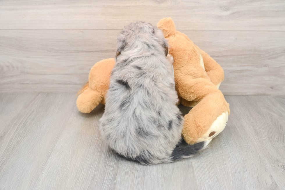 Mini Bernedoodle Puppy for Adoption