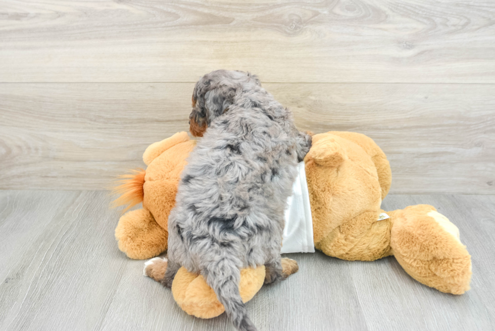 Hypoallergenic Mini Bernepoo Poodle Mix Puppy