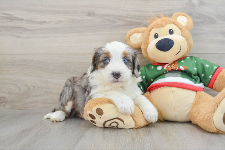 Meet Misha - our Mini Bernedoodle Puppy Photo 1/3 - Puppy Love PR Sweet Mini Bernedoodle Baby