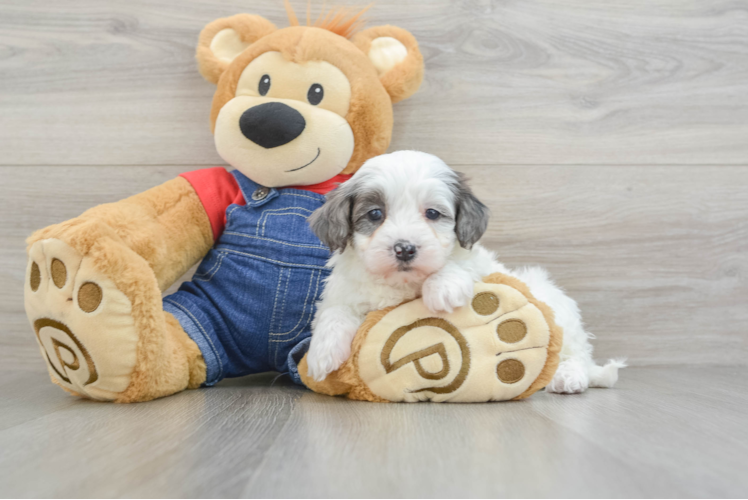 Meet Misha - our Mini Bernedoodle Puppy Photo 1/3 - Puppy Love PR Cute Mini Bernedoodle Baby