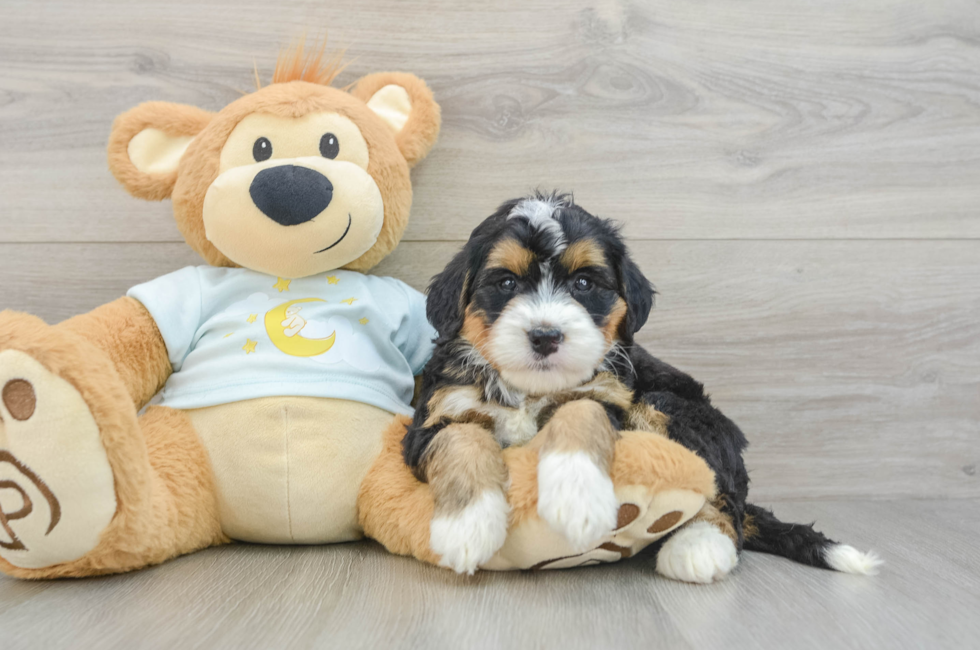 5 week old Mini Bernedoodle Puppy For Sale - Puppy Love PR