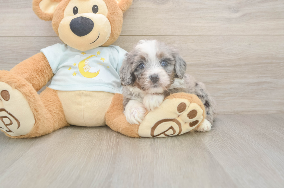 5 week old Mini Bernedoodle Puppy For Sale - Puppy Love PR