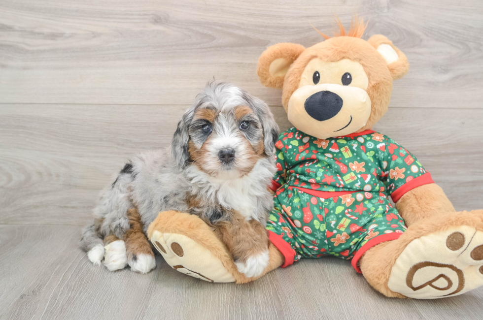5 week old Mini Bernedoodle Puppy For Sale - Puppy Love PR