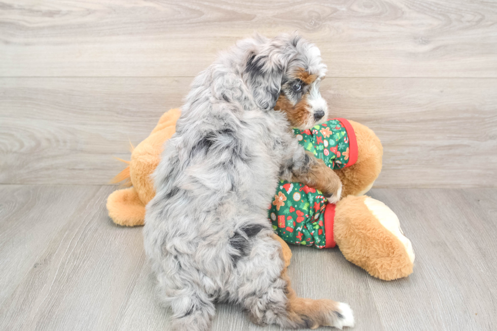 Small Mini Bernedoodle Baby