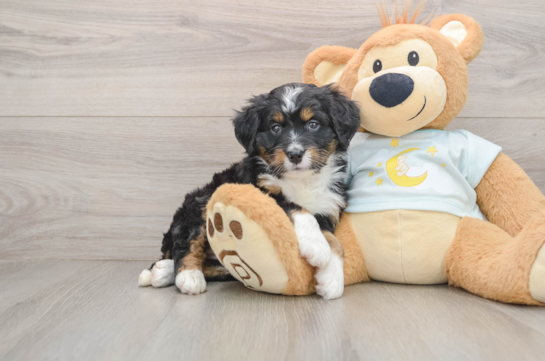 Mini Bernedoodle Pup Being Cute