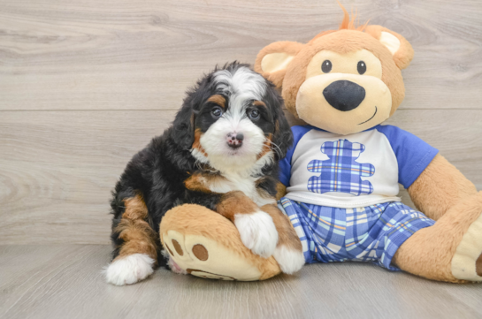 Petite Mini Bernedoodle Poodle Mix Pup