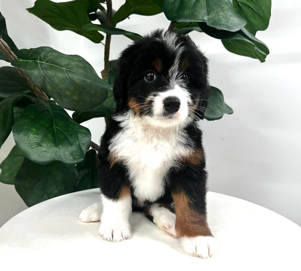 Cute Bernadoodle Poodle Mix Puppy