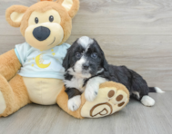 7 week old Mini Bernedoodle Puppy For Sale - Puppy Love PR