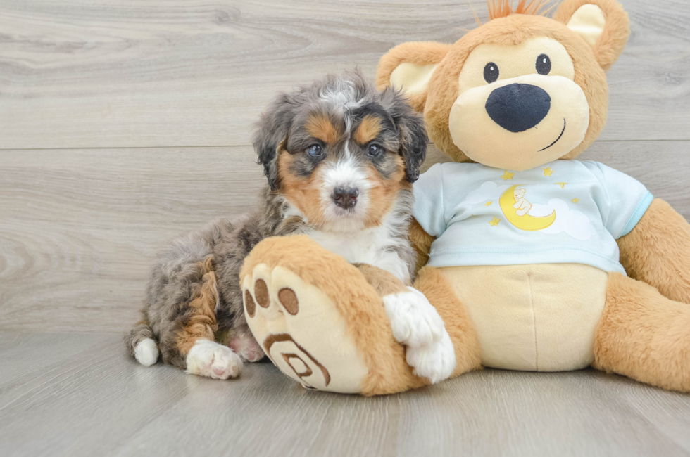 6 week old Mini Bernedoodle Puppy For Sale - Puppy Love PR