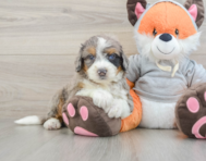 7 week old Mini Bernedoodle Puppy For Sale - Puppy Love PR