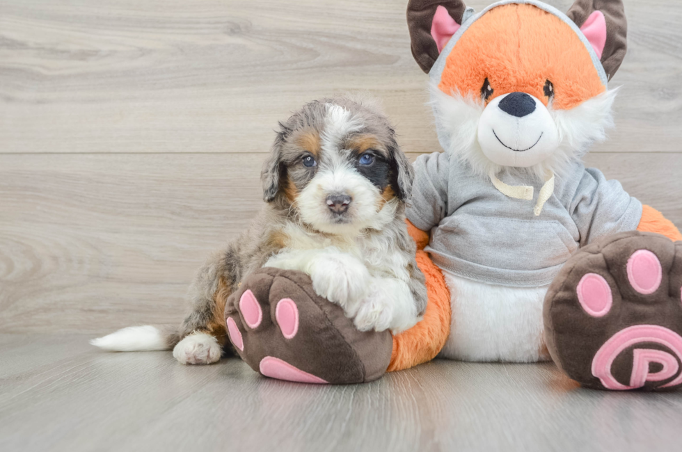 5 week old Mini Bernedoodle Puppy For Sale - Puppy Love PR