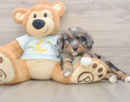 5 week old Mini Bernedoodle Puppy For Sale - Puppy Love PR