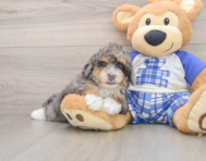 7 week old Mini Bernedoodle Puppy For Sale - Puppy Love PR