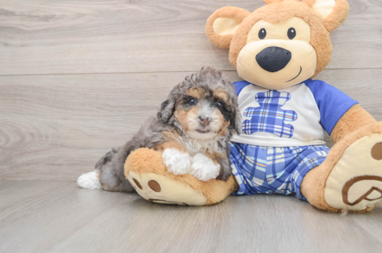 Hypoallergenic Mini Bernese Poodle Poodle Mix Puppy