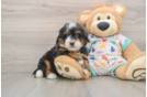 Mini Bernedoodle Pup Being Cute