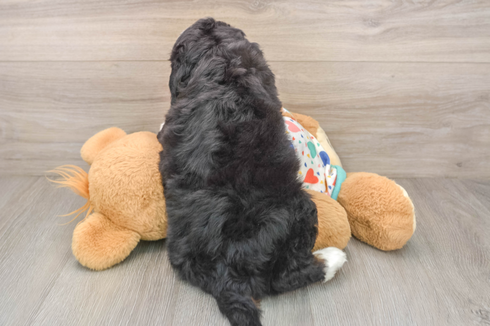Adorable Mini Bernesedoodle Poodle Mix Puppy