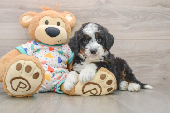 Mini Bernedoodle Puppy for Adoption