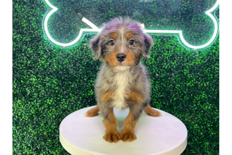 Meet Mora - our Mini Bernedoodle Puppy Photo 1/4 - Puppy Love PR Cute Mini Bernedoodle Baby