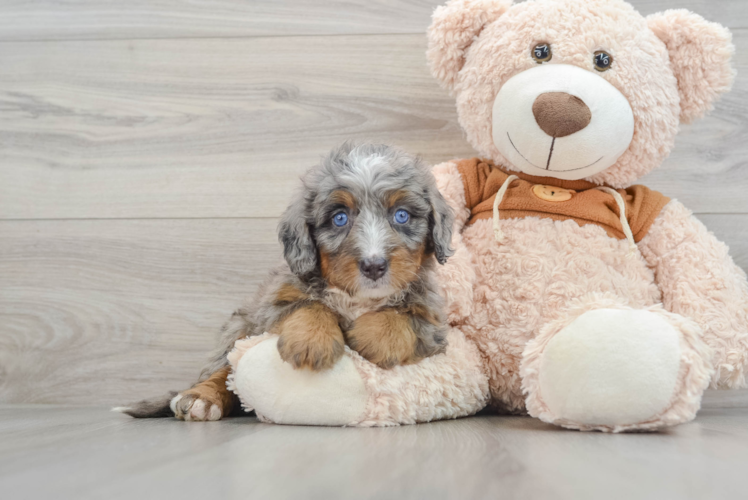 Mini Bernedoodle Puppy for Adoption