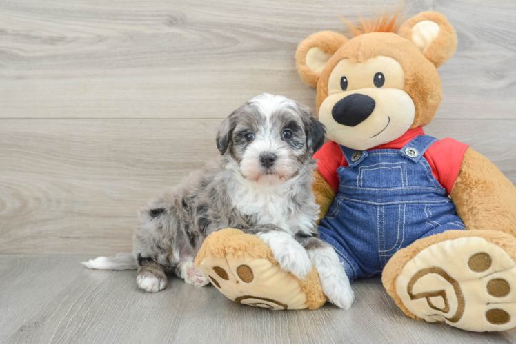 Meet Mora - our Mini Bernedoodle Puppy Photo 1/3 - Puppy Love PR Best Mini Bernedoodle Baby