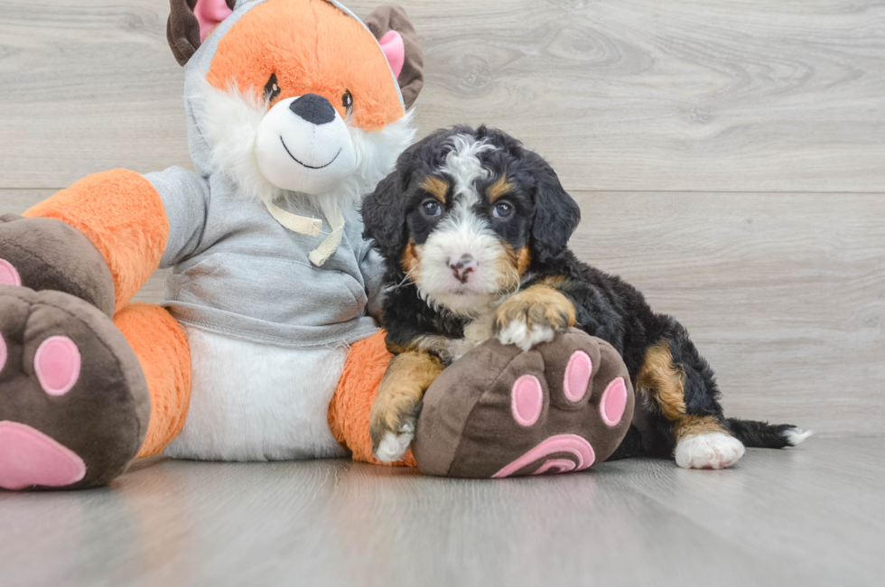 5 week old Mini Bernedoodle Puppy For Sale - Puppy Love PR