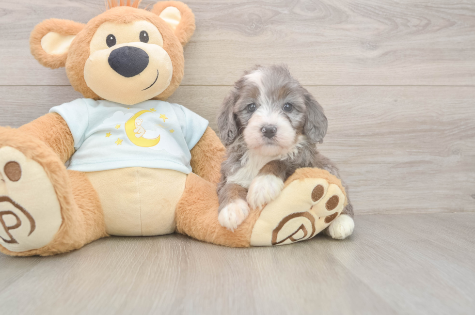 5 week old Mini Bernedoodle Puppy For Sale - Puppy Love PR
