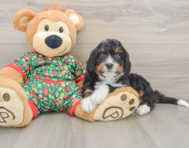 7 week old Mini Bernedoodle Puppy For Sale - Puppy Love PR