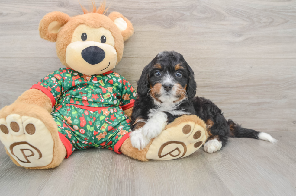 5 week old Mini Bernedoodle Puppy For Sale - Puppy Love PR