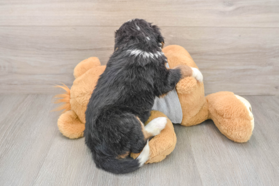 Energetic Bernadoodle Poodle Mix Puppy