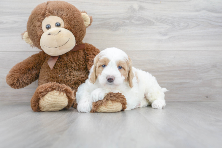 Cute Mini Bernedoodle Baby