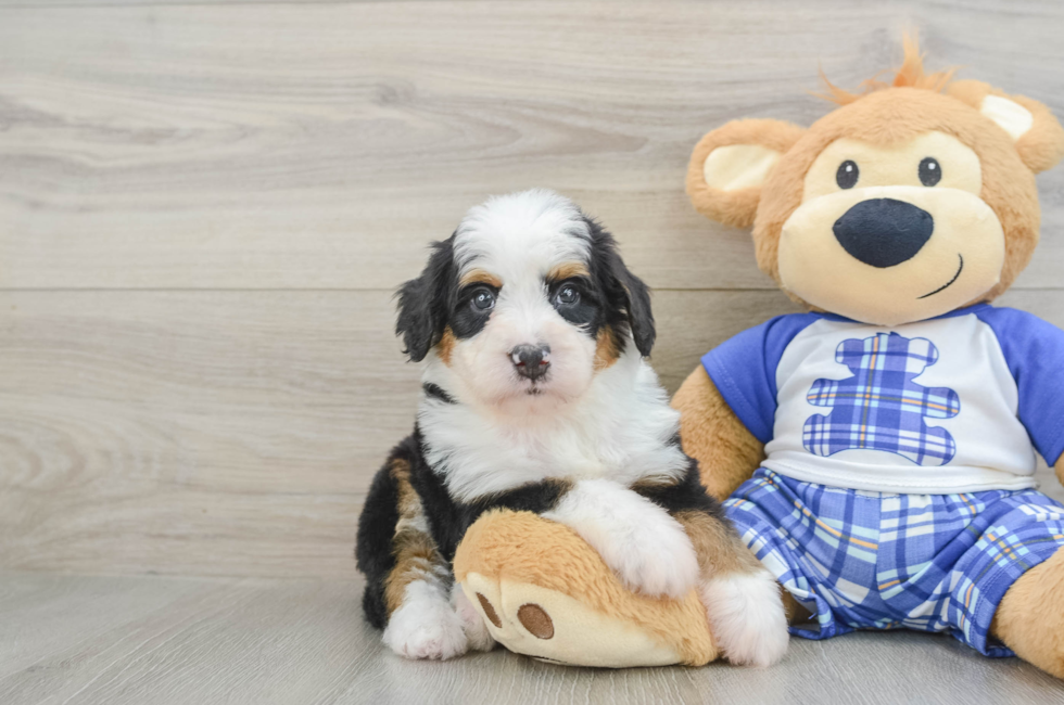 6 week old Mini Bernedoodle Puppy For Sale - Puppy Love PR