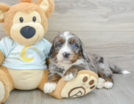 7 week old Mini Bernedoodle Puppy For Sale - Puppy Love PR