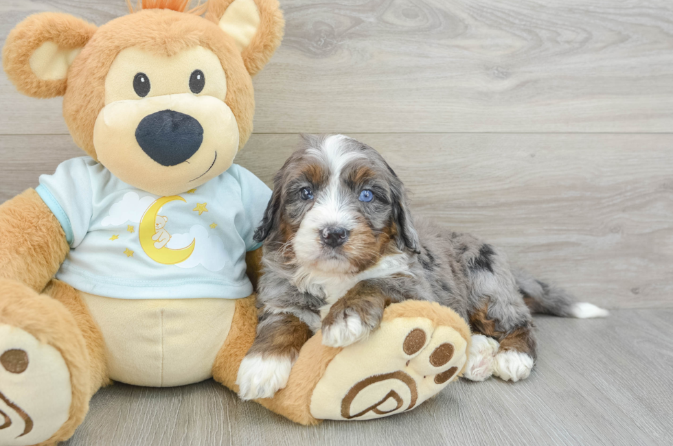 7 week old Mini Bernedoodle Puppy For Sale - Puppy Love PR