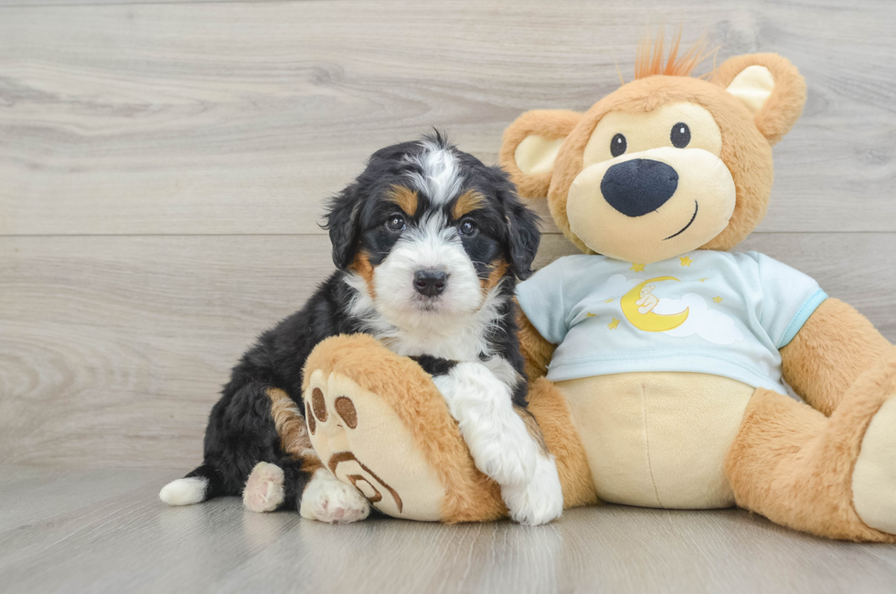 5 week old Mini Bernedoodle Puppy For Sale - Puppy Love PR