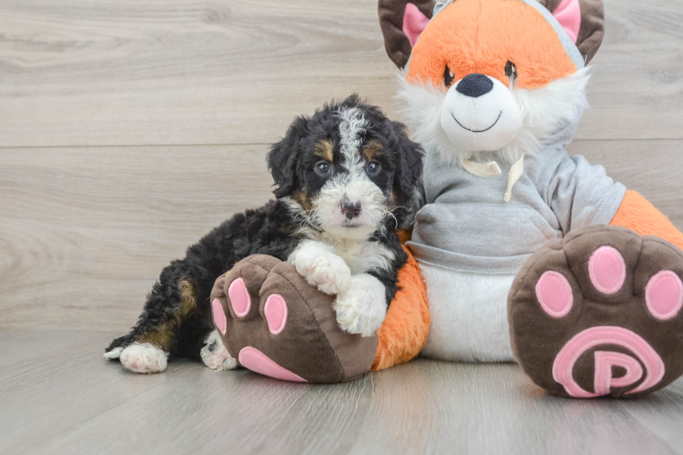 Best Mini Bernedoodle Baby