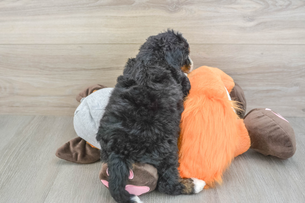 Best Mini Bernedoodle Baby
