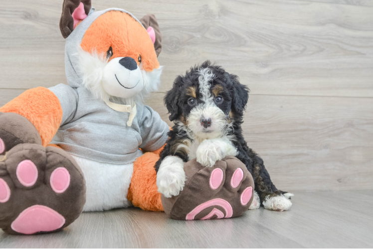 Hypoallergenic Mini Bernepoo Poodle Mix Puppy