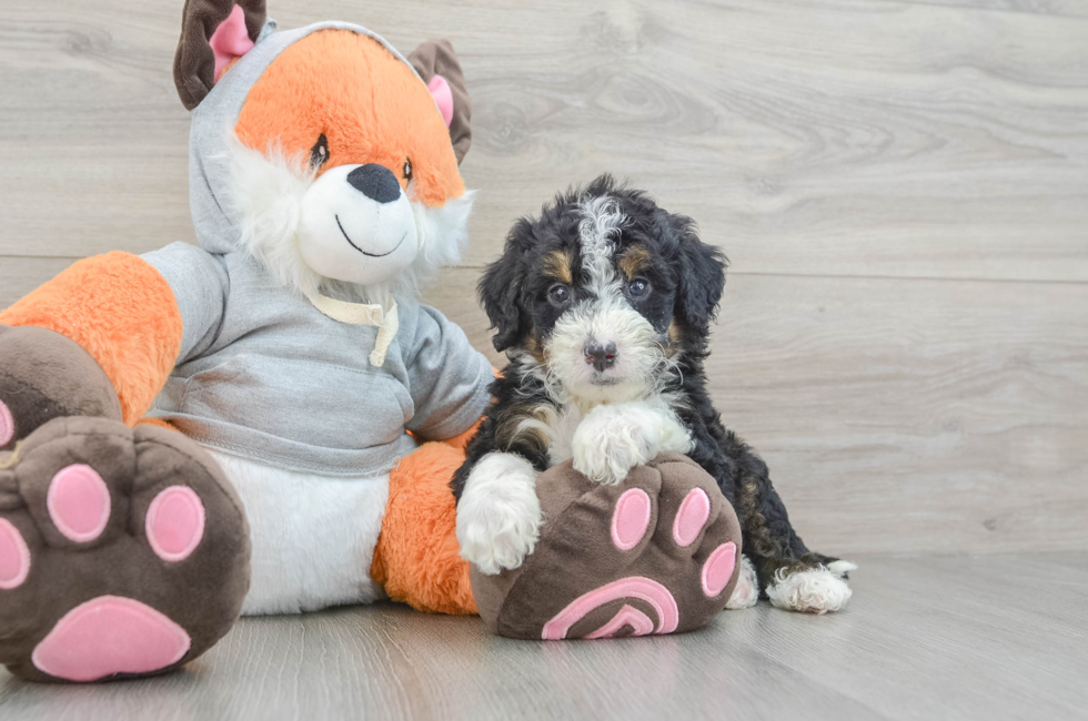 5 week old Mini Bernedoodle Puppy For Sale - Puppy Love PR