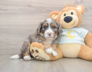 6 week old Mini Bernedoodle Puppy For Sale - Puppy Love PR
