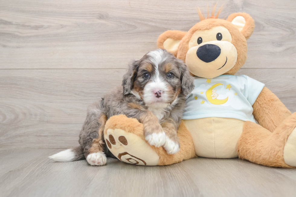 Sweet Mini Bernedoodle Baby