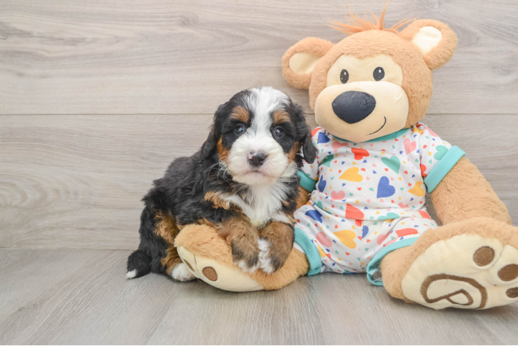 Mini Bernedoodle Pup Being Cute