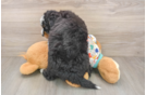 Little Mini Bernadoodle Poodle Mix Puppy