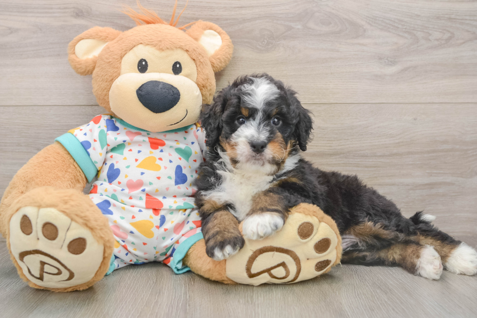 Mini Bernedoodle Puppy for Adoption