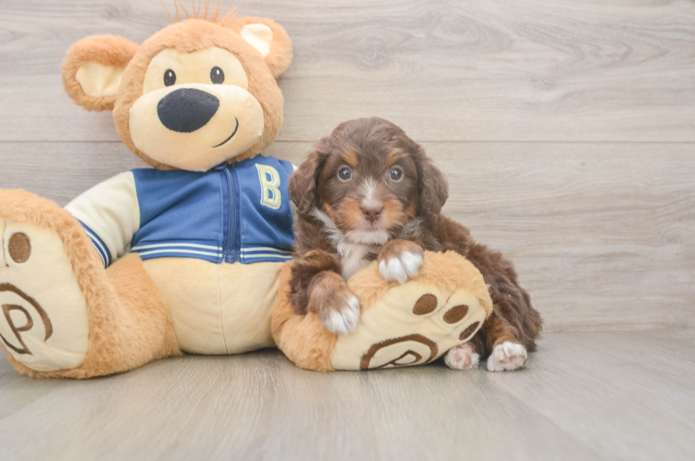 5 week old Mini Bernedoodle Puppy For Sale - Puppy Love PR